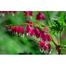 Bleeding Heart 1 Plants Shade Shrubs Dicentra spectabilis